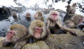 Japonais Monkeys neige de détente dans une source chaude