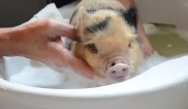 Adorable Micro Pig dispose d'une baignoire