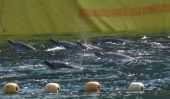 De façon inhumaine »Abattus au Japon Hunt, Bloodbath Sparks Uproar international Dolphins de militants, Caroline Kennedy