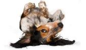 Aide maux de dos - de sorte que vous pouvez aider votre chien