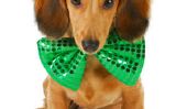 St. Patricks Day chiots Sporting The Green (Photos)