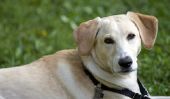 Labrador chiot mélange - l'attitude et la manipulation