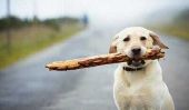 Chien et de divertissement - quelque chose d'utile pour le chien pour une promenade