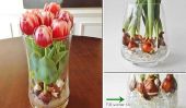 Comment forcer bulbes de tulipes dans l'eau