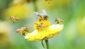Pourquoi les abeilles meurent quand elles piquent?
