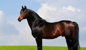 Trakehner - Caractère et la conformation de la course de chevaux à un coup d'œil