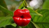 Psychotria Elata ou Lips Hookerâ € ™: La plupart des végétaux Kissable