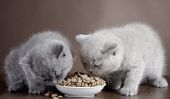 Vitamines pour chats