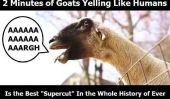 «Goats hurlant comme des êtres humains» est la meilleure compilation Dans toute l'histoire de Ever (Vidéo)