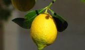 Lemon eau et la combustion des graisses - comme le sont les relations