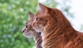 Assurez-vous que les chats balcon sans puissance - des idées pour une solution alternative