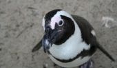 Penguin maquillage - si bien réussi un carnaval-make-up