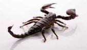 Homme Scorpion - faire des cadeaux pour correspondre à la Zodiac