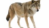 Un des loups Wotan - informatif