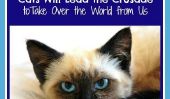 Vidéo qui montre pourquoi les chats mènera la croisade pour conquérir le monde de nous