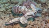 Octopus - calmars ou non?