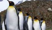 Pour les enfants Penguin costumes tinker - vous vous habillez le groupe de la pépinière