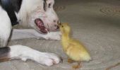 Cette Duckling Elevage est le plus mignon chose sur l'Internet