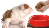 Brûlures d'estomac chez les chiens - que faire?