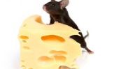 Que mangent les souris?  - Pour les nourrir avec humanité