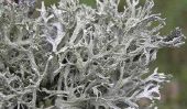 Utilisez lichens comme une décoration