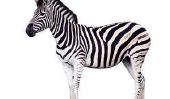 Zebra mystère - quel est-il?
