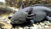 Monstre Mexique eau Faces Extinction: Axolotl disparaître de Xochimilco