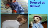 Trop Mignon!  12 Photos de chiens habillés comme des bébés