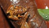 Des scientifiques découvrent 60 nouvelles espèces au Suriname Forêt