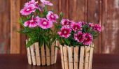 DIY Clothespin transformé en Flower Pot