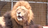 Lion visite chez le dentiste qui se trouve être un teckel [Vidéo]