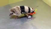 Hedgehog Obtient une fauteuil roulant [Vidéo]
