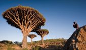 Socotra: L'île de plantes étranges