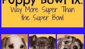 Puppy Bowl IX: Way Plus de Super que le Super Bowl