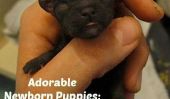 Magnifiques chiots nouveau-nés: nom qui Pup et deviner leur Race!