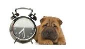"Do chiens un sens du temps?"  - Des faits intéressants sur le comportement de votre chien