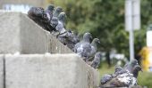 Nourrir les pigeons - avantages et inconvénients