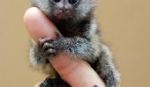 Ouistiti pygmée - Le plus petit singe