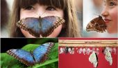 Exposition tropicaux Papillons à Londres