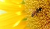The Big Buzz à propos de Honey Farm Arlo