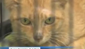 Stowaway Kitty!  Cat survit Croix-Ocean Trip In Container [Vidéo]