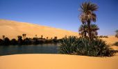 Quel est cultivé dans les oasis?  Explique désert vie proche -