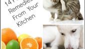 14 Pet Home Remedies de votre cuisine