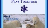 Les ours polaires et les chiens jouent ensemble