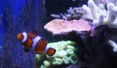 Gardez les poissons d'eau salée dans l'aquarium - que vous devez être conscient