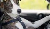 Tout simplement incroyable: la Nouvelle-Zélande SPCA Enseigne Chiens de conduire des voitures