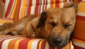 Troubles du sommeil chez les chiens - Causes