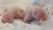 Bébé royale Qui?  Jumeaux nouveau-nés petit bébé pandas géants sont si minuscules!
