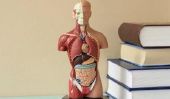 Longueur intestinale - devrait savoir sur le tube digestif humain