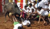 Jallikattu-Bull Taming Sport en Inde